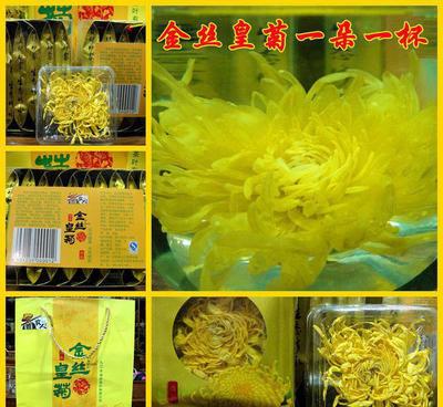批發菊花茶 正宗修水金絲皇菊 大朵菊花一朵一杯 一盒十朵4盒
