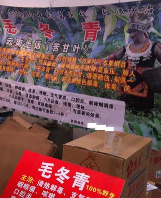 毛冬青批發(fā)與預包裝食品供應(yīng) 苦甘葉、萬承葉的專業(yè)選擇